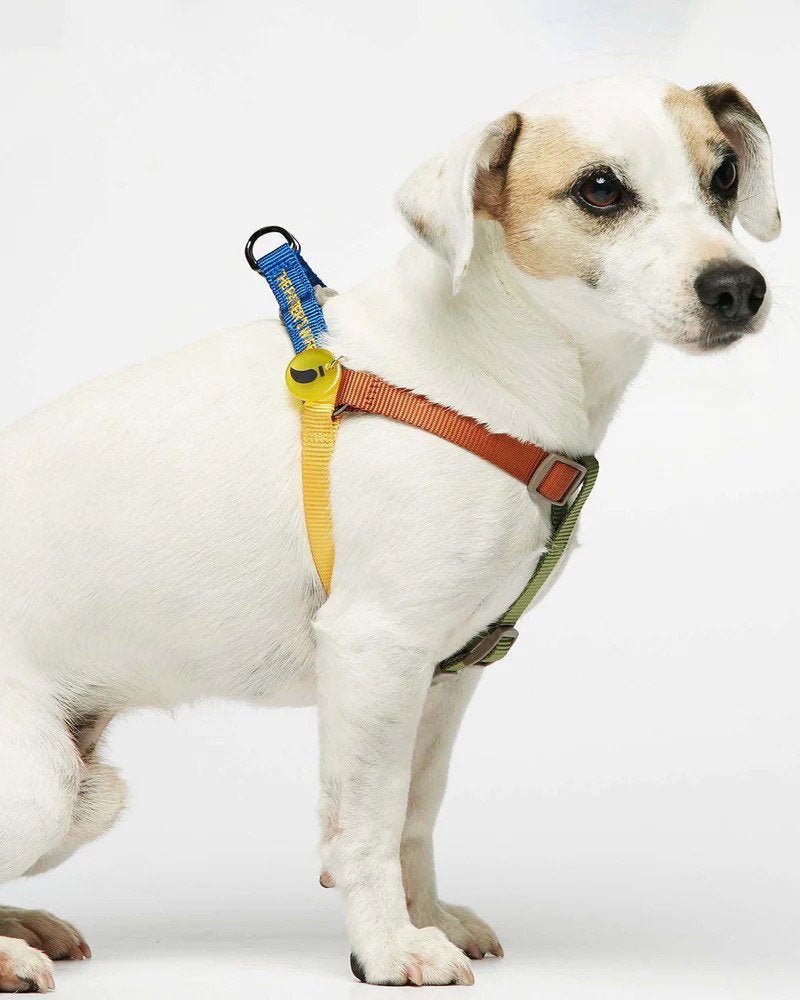 Sonia Dog Harness - Image 11