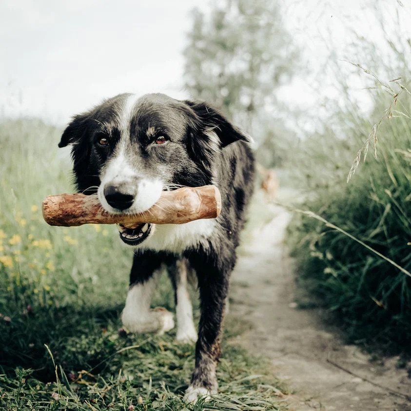 Coffee Tree Stick Dog Chew - Image 7