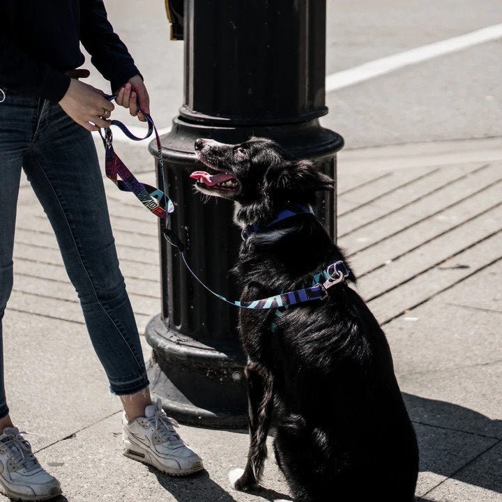 Ikonic Dog Collar - Image 21