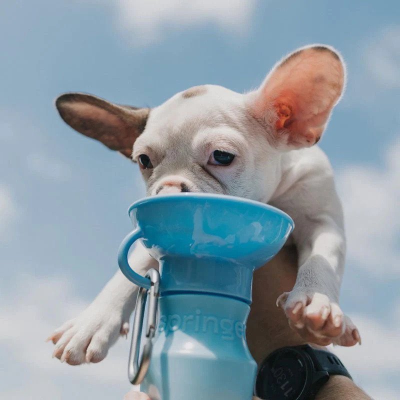 Classic Dog Travel Water Bottle - Image 26