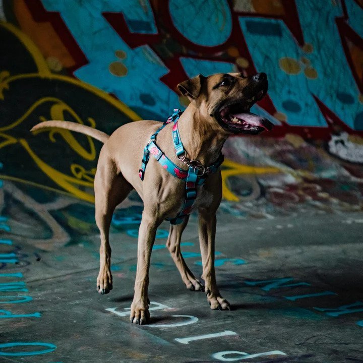 Ikonic Dog Leash - Image 22