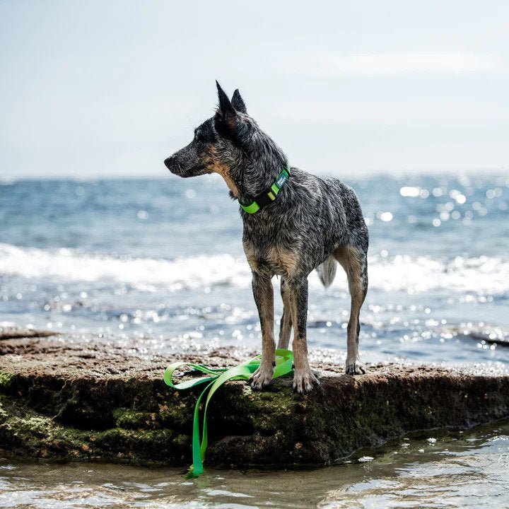 Ikonic Aqua Waterproof Dog Collar - Image 12
