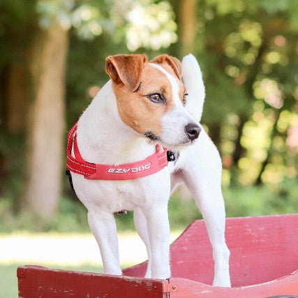Quick Fit Dog Harness - Image 13