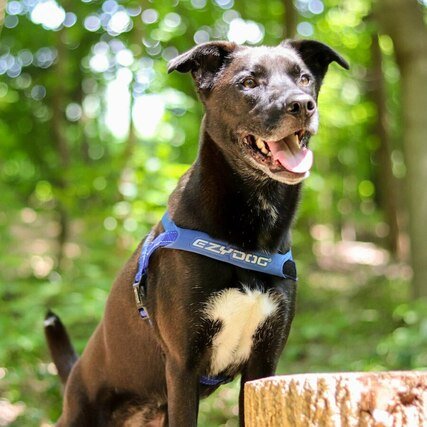 Quick Fit Dog Harness - Image 14